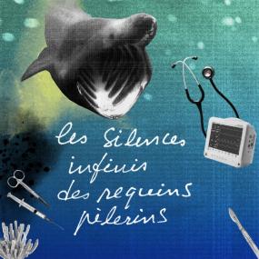 Les Silences infinis des requins pèlerins.